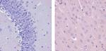 Sca-1 Antibody in Immunohistochemistry (Paraffin) (IHC (P))