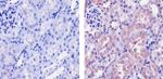 Sca-1 Antibody in Immunohistochemistry (Paraffin) (IHC (P))