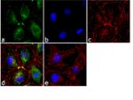 Ferritin Heavy Chain Antibody in Immunocytochemistry (ICC/IF)