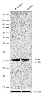 Ferritin Heavy Chain Antibody in Western Blot (WB)