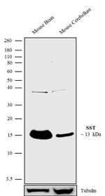 Somatostatin Antibody in Western Blot (WB)