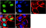 OTX2 Antibody in Immunocytochemistry (ICC/IF)