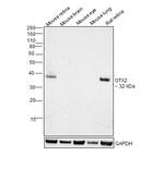 OTX2 Antibody in Western Blot (WB)