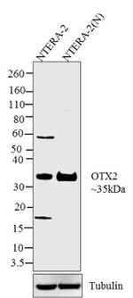 OTX2 Antibody in Western Blot (WB)