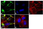 Tyrosine Hydroxylase Antibody in Immunocytochemistry (ICC/IF)