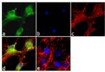 NOTCH2 Antibody in Immunocytochemistry (ICC/IF)