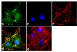 GLT-1 Antibody in Immunocytochemistry (ICC/IF)