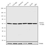 GLT-1 Antibody in Western Blot (WB)