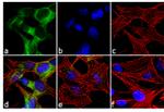 PSD93 Antibody in Immunocytochemistry (ICC/IF)