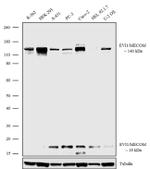 EVI1 Antibody in Western Blot (WB)