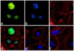 EVI1 Antibody