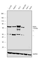 SOX9 Antibody