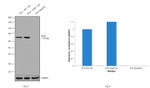 SOX9 Antibody