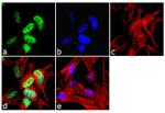 NeuN Antibody in Immunocytochemistry (ICC/IF)