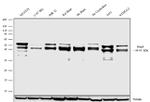 NeuN Antibody in Western Blot (WB)