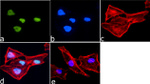 Histone H3 Antibody in Immunocytochemistry (ICC/IF)