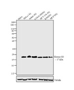 Histone H3 Antibody in Western Blot (WB)