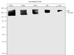 Cas9 Antibody in Western Blot (WB)