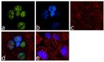 NSUN2 Antibody in Immunocytochemistry (ICC/IF)