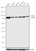 NSUN2 Antibody in Western Blot (WB)