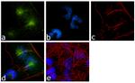 GDNF Antibody in Immunocytochemistry (ICC/IF)