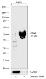 GDNF Antibody in Western Blot (WB)