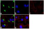 alpha-1 Antitrypsin Antibody in Immunocytochemistry (ICC/IF)