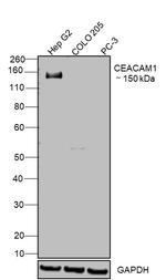 CEACAM1 Antibody in Western Blot (WB)