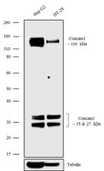 CEACAM1 Antibody in Western Blot (WB)