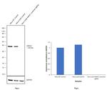 Annexin A1 Antibody in Western Blot (WB)