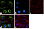 FASN Antibody in Immunocytochemistry (ICC/IF)