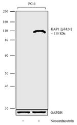 Phospho-TRIM28 (Ser824) Antibody