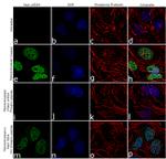 Phospho-TRIM28 (Ser824) Antibody in Immunocytochemistry (ICC/IF)