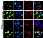 Phospho-Rb (Ser788) Antibody in Immunocytochemistry (ICC/IF)