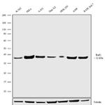 RAD1 Antibody in Western Blot (WB)