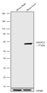 Angiopoietin 2 Antibody in Western Blot (WB)