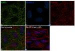 c-Raf Antibody in Immunocytochemistry (ICC/IF)