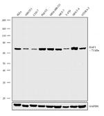 c-Raf Antibody in Western Blot (WB)