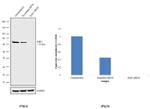 c-Raf Antibody in Western Blot (WB)