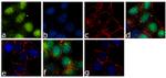 Phospho-c-Raf (Ser621) Antibody in Immunocytochemistry (ICC/IF)