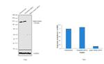 alpha Catenin Antibody