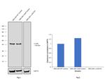 c-Jun Antibody in Western Blot (WB)