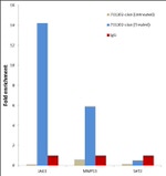 c-Jun Antibody