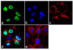 c-Jun Antibody in Immunocytochemistry (ICC/IF)