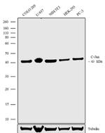 c-Jun Antibody in Western Blot (WB)