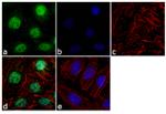 OPN-R Antibody in Immunocytochemistry (ICC/IF)