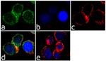 ITGA4 Antibody in Immunocytochemistry (ICC/IF)