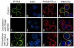 ITGA4 Antibody in Immunocytochemistry (ICC/IF)