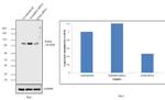 B-Raf Antibody in Western Blot (WB)