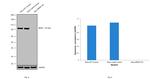 B-Raf Antibody in Western Blot (WB)